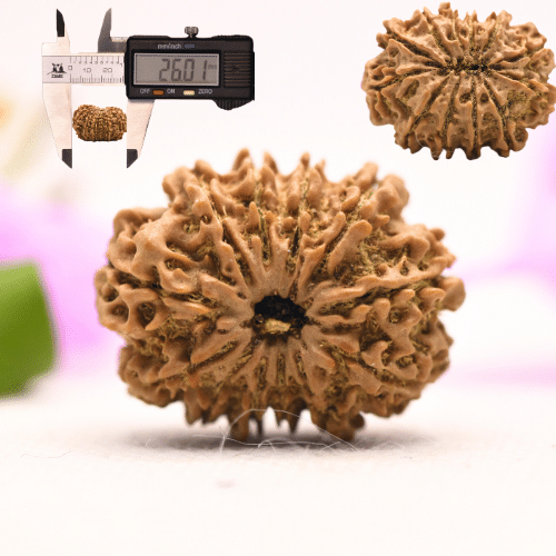 13 Mukhi Nepali Rudraksha - Large
