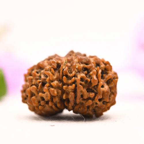 13 Mukhi Nepali Rudraksha - Large