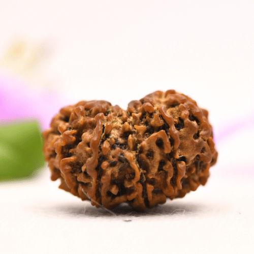 13 Mukhi Nepali Rudraksha - Large