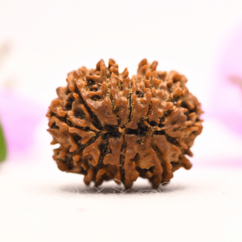 13 Mukhi Nepali Rudraksha - Large