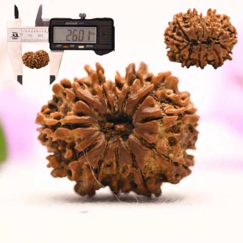 13 Mukhi Nepali Rudraksha - Large