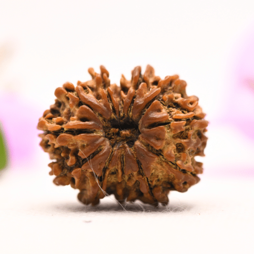 13 Mukhi Nepali Rudraksha - Large