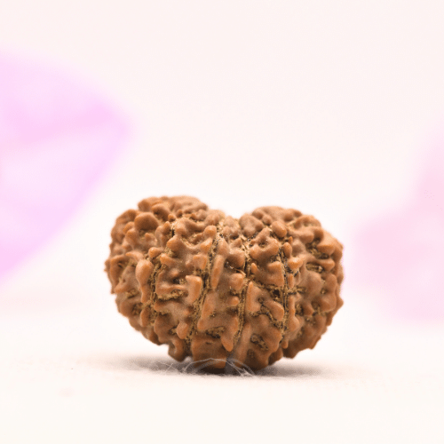 13 Mukhi Nepali Rudraksha - Large