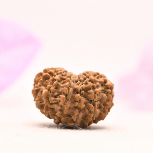 13 Mukhi Nepali Rudraksha - Large