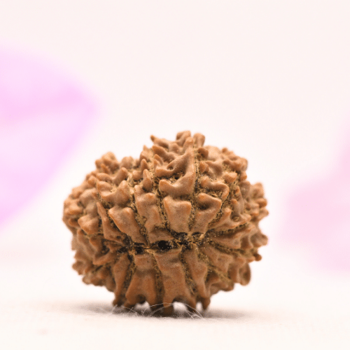 13 Mukhi Nepali Rudraksha - Large