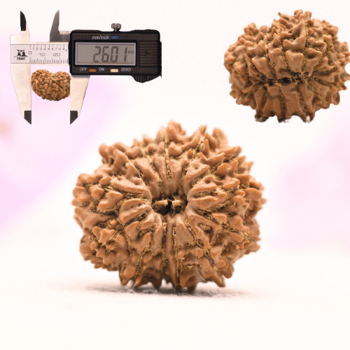 13 Mukhi Nepali Rudraksha - Large