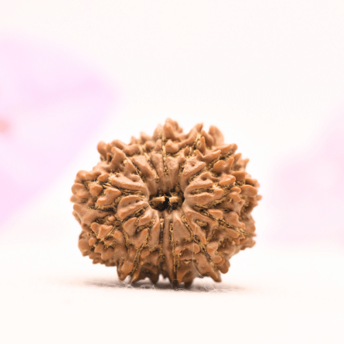 13 Mukhi Nepali Rudraksha - Large