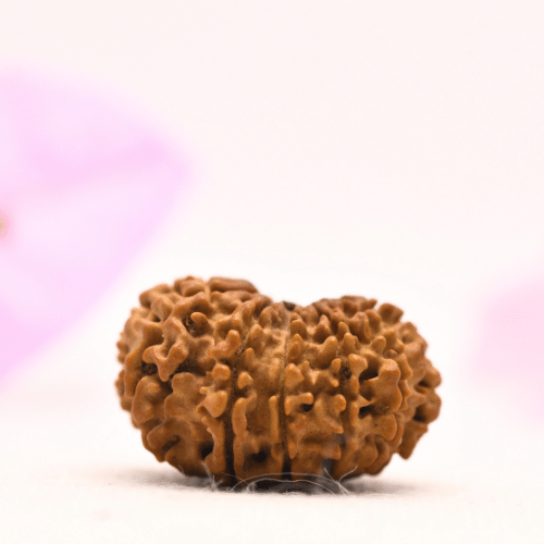 13 Mukhi Nepali Rudraksha - Large