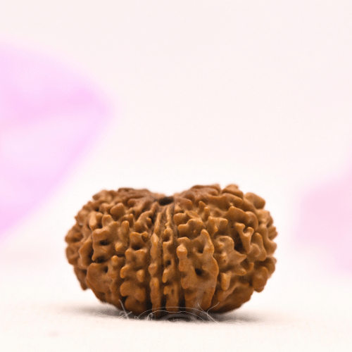 13 Mukhi Nepali Rudraksha - Large