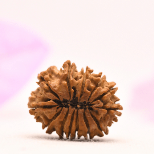 13 Mukhi Nepali Rudraksha - Large