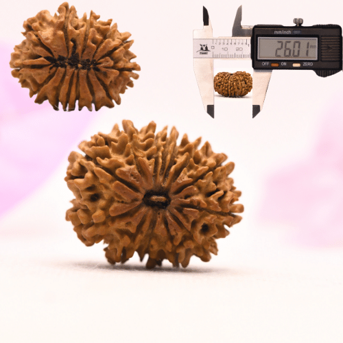 13 Mukhi Nepali Rudraksha - Large
