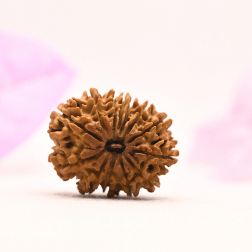 13 Mukhi Nepali Rudraksha - Large