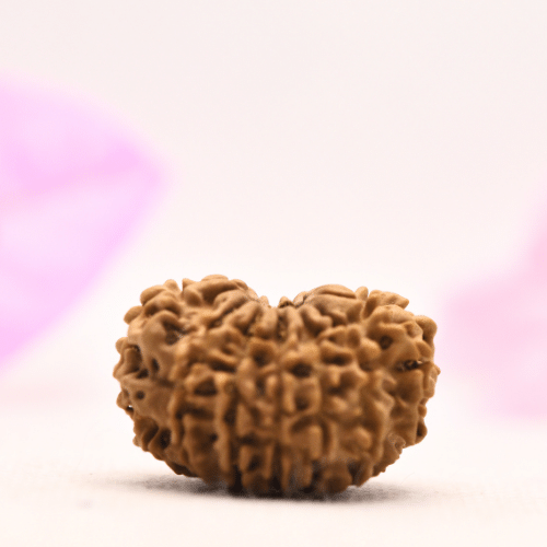 13 Mukhi Nepali Rudraksha - Large