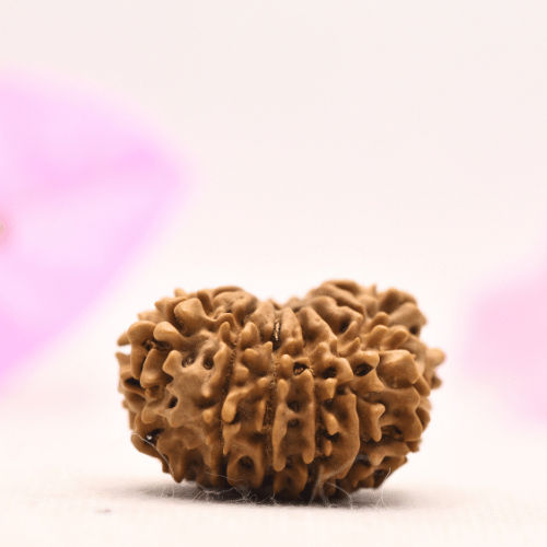 13 Mukhi Nepali Rudraksha - Large