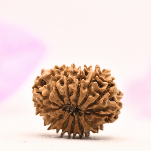 13 Mukhi Nepali Rudraksha - Large