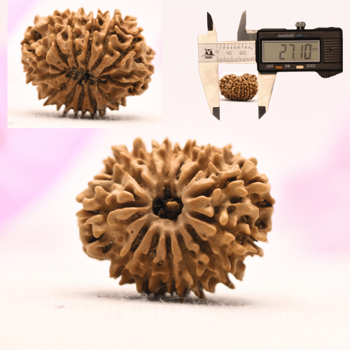 13 Mukhi Nepali Rudraksha - Large