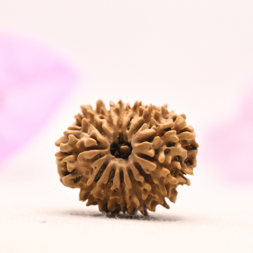 13 Mukhi Nepali Rudraksha - Large
