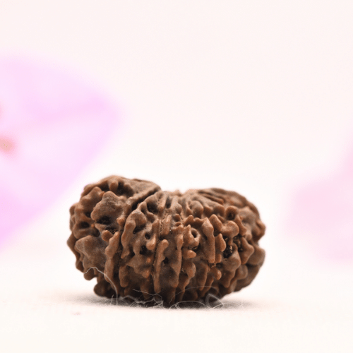 13 Mukhi Nepali Rudraksha - Large