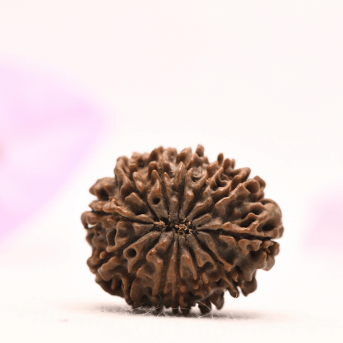 13 Mukhi Nepali Rudraksha - Large