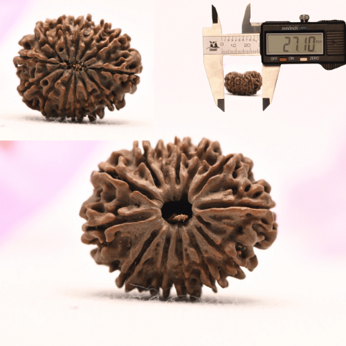 13 Mukhi Nepali Rudraksha - Large
