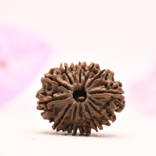 13 Mukhi Nepali Rudraksha - Large