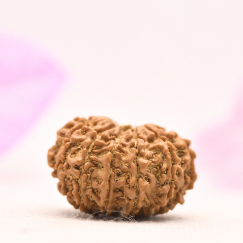 13 Mukhi Nepali Rudraksha - Large