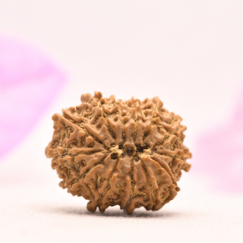 13 Mukhi Nepali Rudraksha - Large