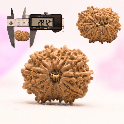 13 Mukhi Nepali Rudraksha - Large