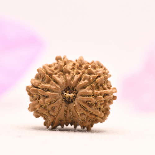 13 Mukhi Nepali Rudraksha - Large