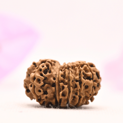 13 Mukhi Nepali Rudraksha - Large
