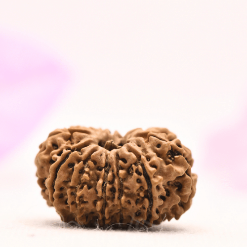 13 Mukhi Nepali Rudraksha - Large