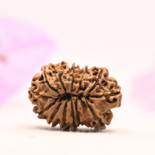 13 Mukhi Nepali Rudraksha - Large