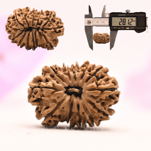13 Mukhi Nepali Rudraksha - Large