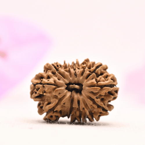 13 Mukhi Nepali Rudraksha - Large