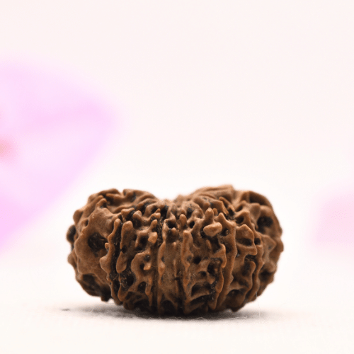 13 Mukhi Nepali Rudraksha - Large