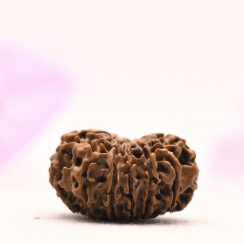 13 Mukhi Nepali Rudraksha - Large