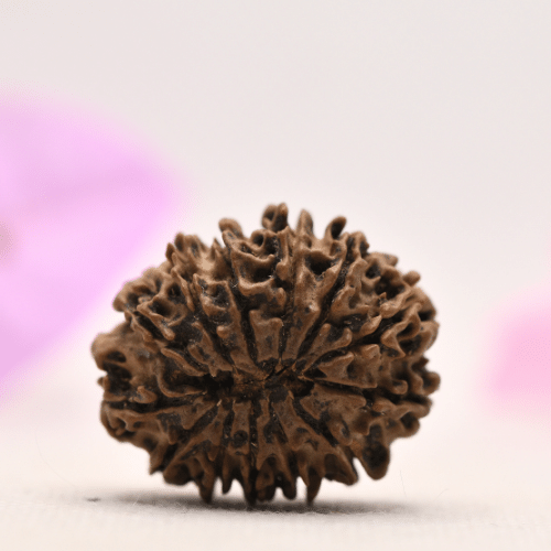 13 Mukhi Nepali Rudraksha - Large