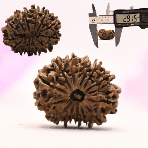 13 Mukhi Nepali Rudraksha - Large