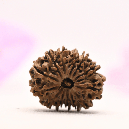 13 Mukhi Nepali Rudraksha - Large