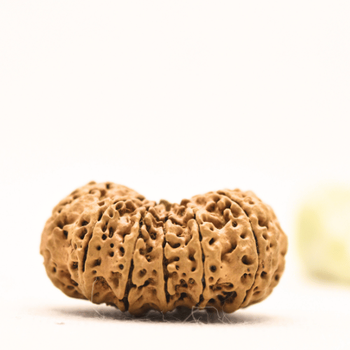 13 Mukhi Nepali Rudraksha - Super Collector