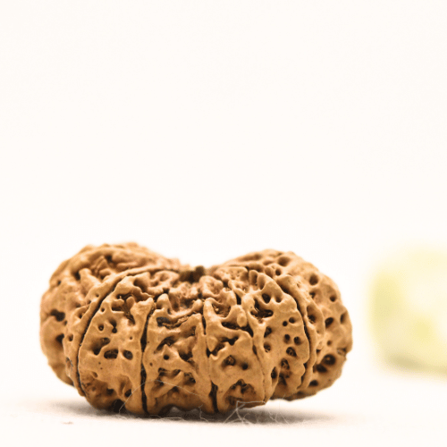 13 Mukhi Nepali Rudraksha - Super Collector