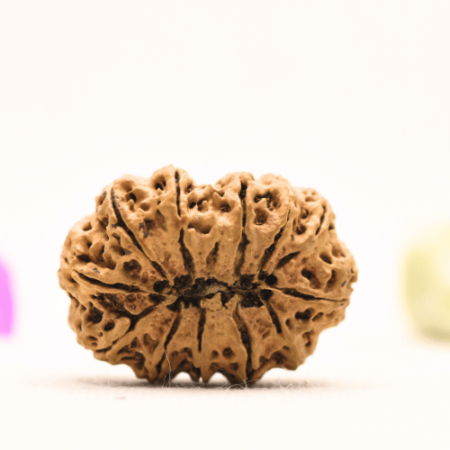 13 Mukhi Nepali Rudraksha - Super Collector