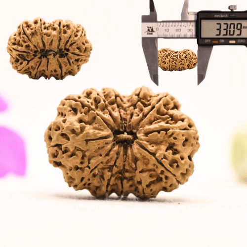 13 Mukhi Nepali Rudraksha - Super Collector