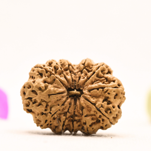 13 Mukhi Nepali Rudraksha - Super Collector