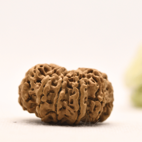 13 Mukhi Nepali Rudraksha - Super Collector