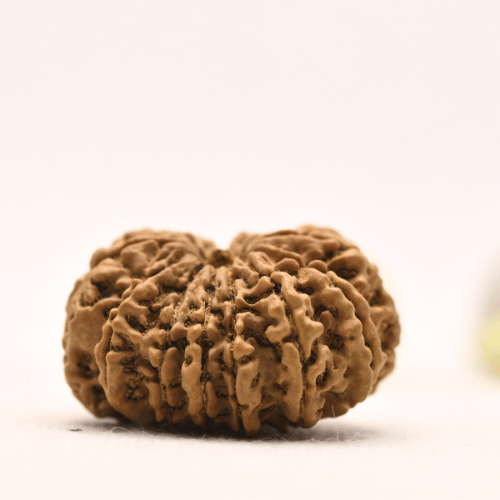 13 Mukhi Nepali Rudraksha - Super Collector
