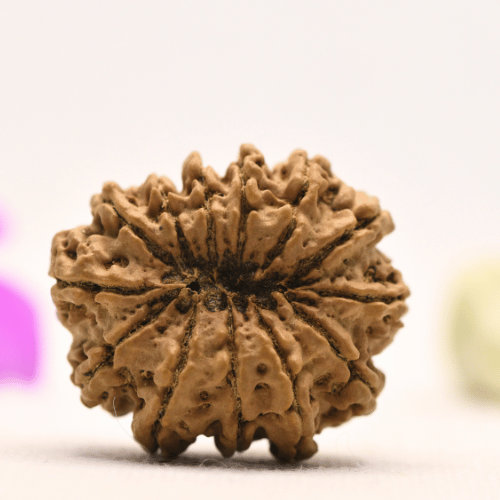 13 Mukhi Nepali Rudraksha - Super Collector