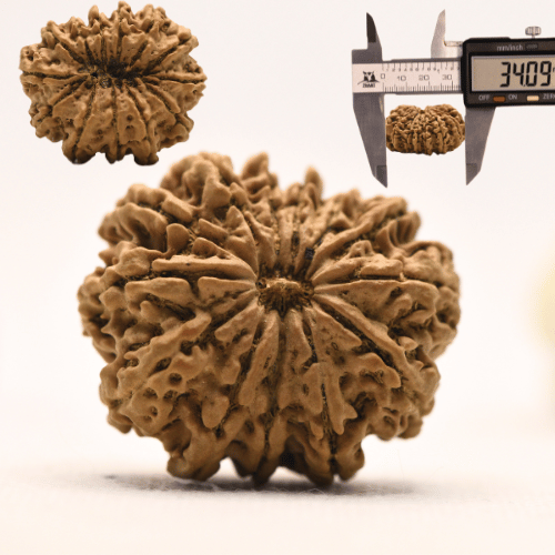 13 Mukhi Nepali Rudraksha - Super Collector
