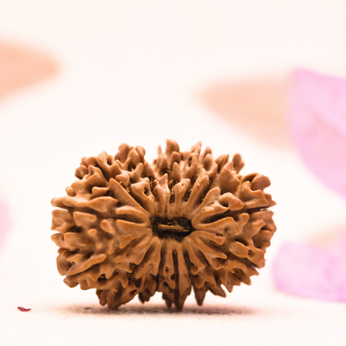 14 Mukhi Nepali Rudraksha - Collector