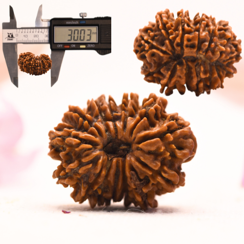 14 Mukhi Nepali Rudraksha - Collector